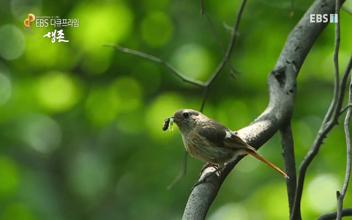 생존 3부_ EBS 다큐프라임_ 220629.avi_20220701_205058.731.jpg