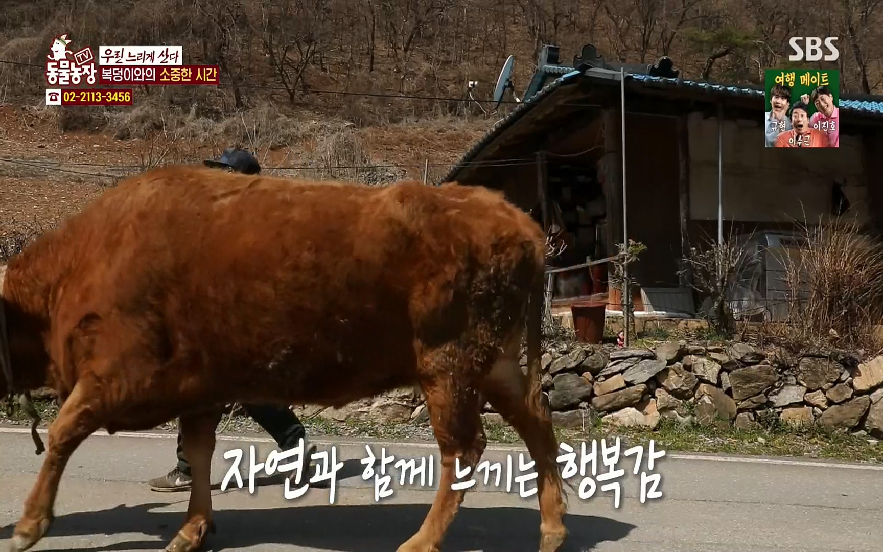 TV 동물농장.E1067.220501p.H264-F1RST.mp4_20220501_184246.616.jpg