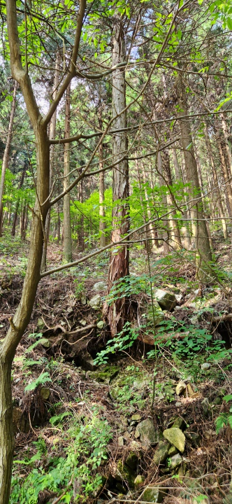 무등산 편백자연휴양림(화순) 흙이 무너져 드러난 편백나무 뿌리