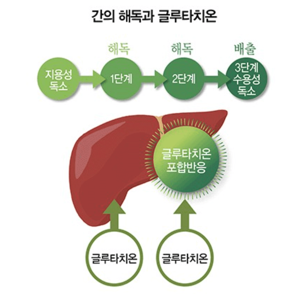 글루타치온 많이든 음식