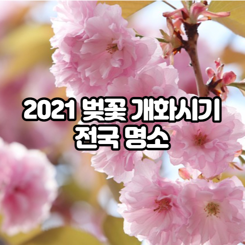  2021 벚꽃 개화 시기 지도, 축제, 전국 명소 군락지