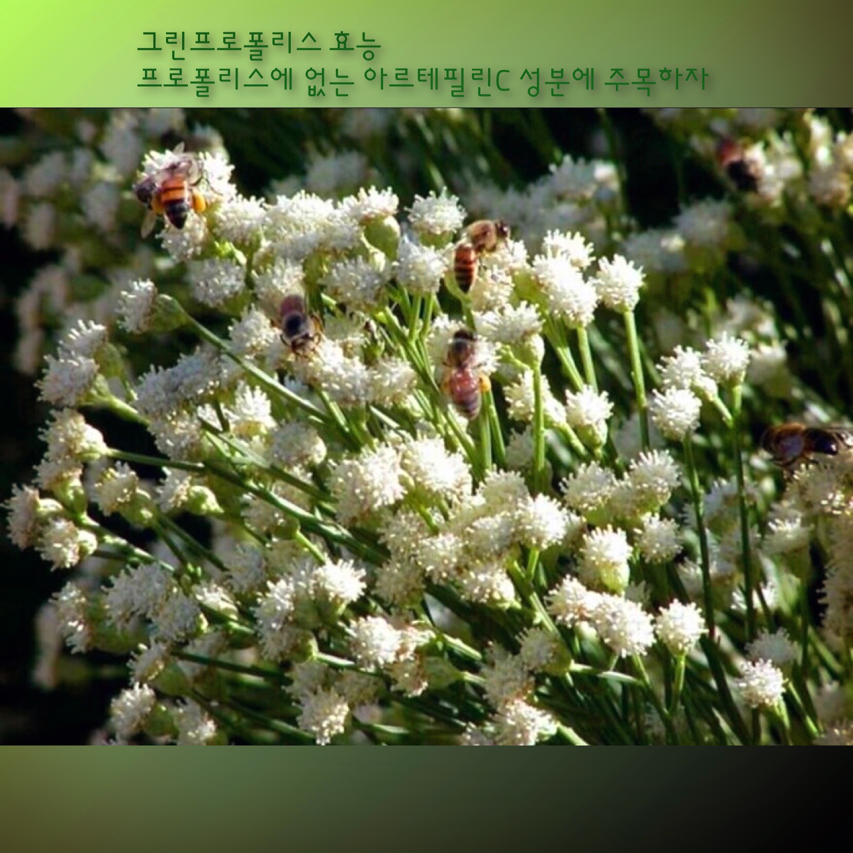  그린프로폴리스 효능 프로폴리스에 없는 아르테필린C 성분에 주목하자