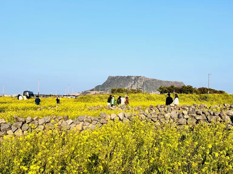 제주 한라산 일출봉의 일출과 유채꽃이 만들어내는 장관을 담은 사진