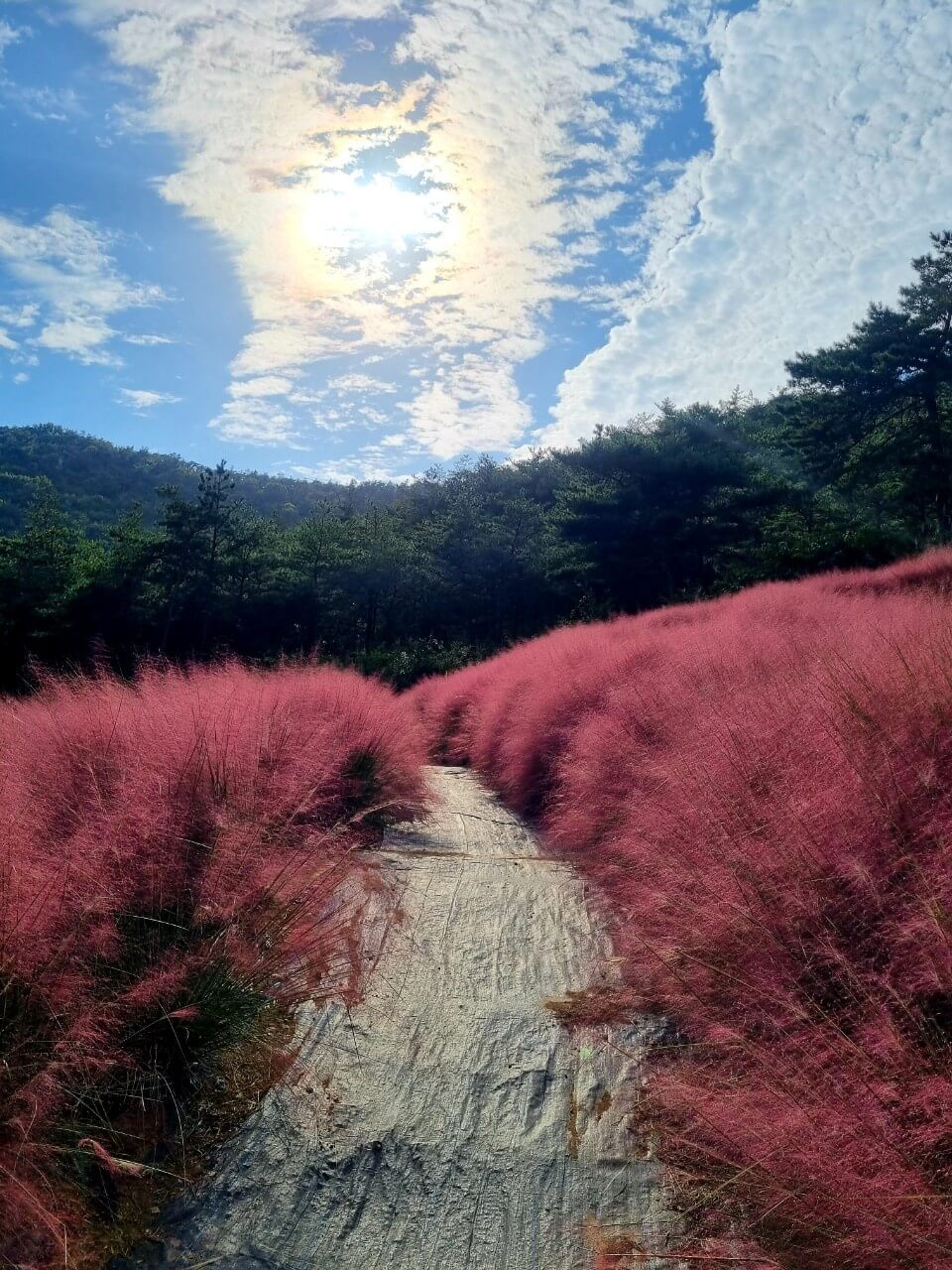 고창 핑크뮬리5