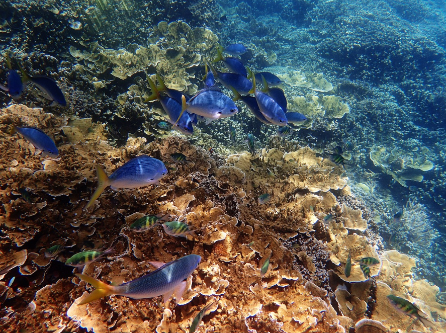 2위 그레이트 배리어 리프 The Great Barrier Reef