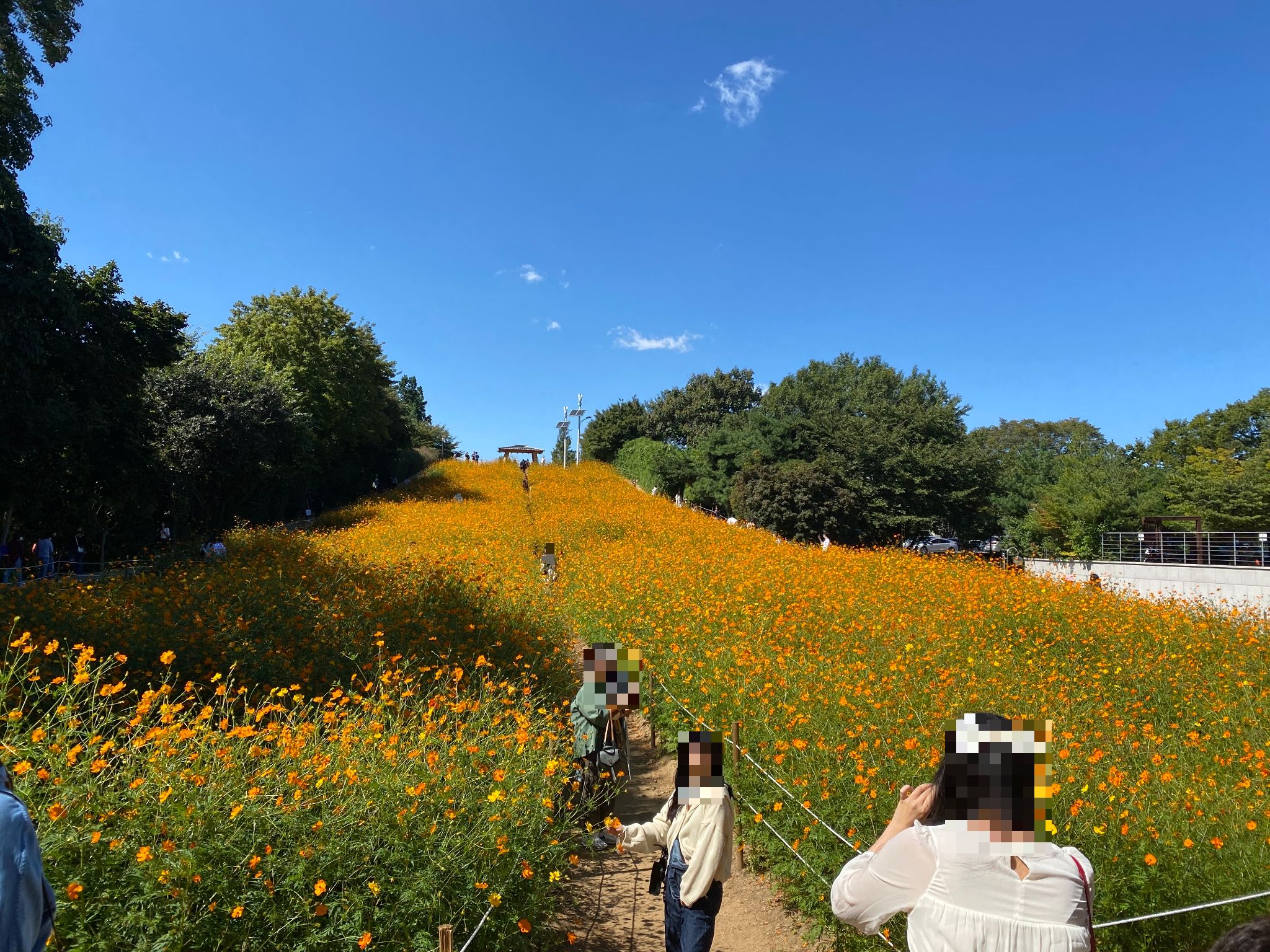 올림픽공원 들꽃마루 노랑코스모스밭 길