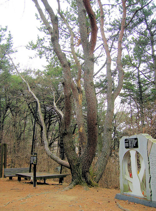 김해 백두산 육형제 소나무 8