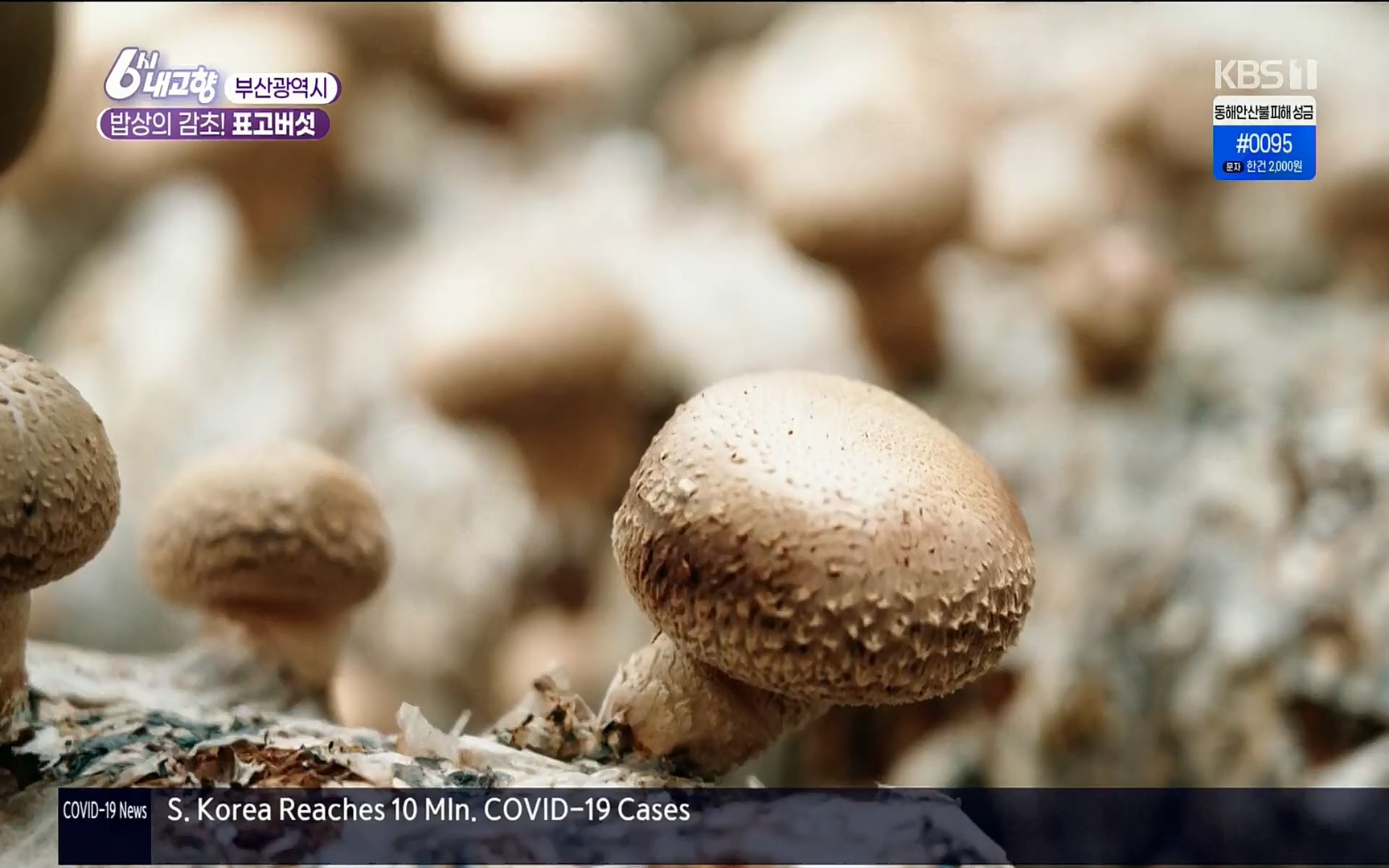 6시 내고향.E7496.220324p.H264-F1RST.mp4_20220328_181548.042.jpg