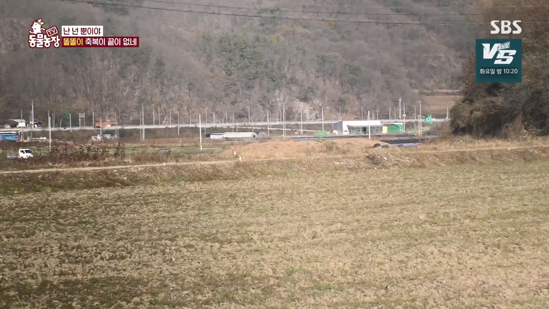 TV 동물농장.E1149.231210p.H264-F1RST.mp4_20231210_171103.768.jpg