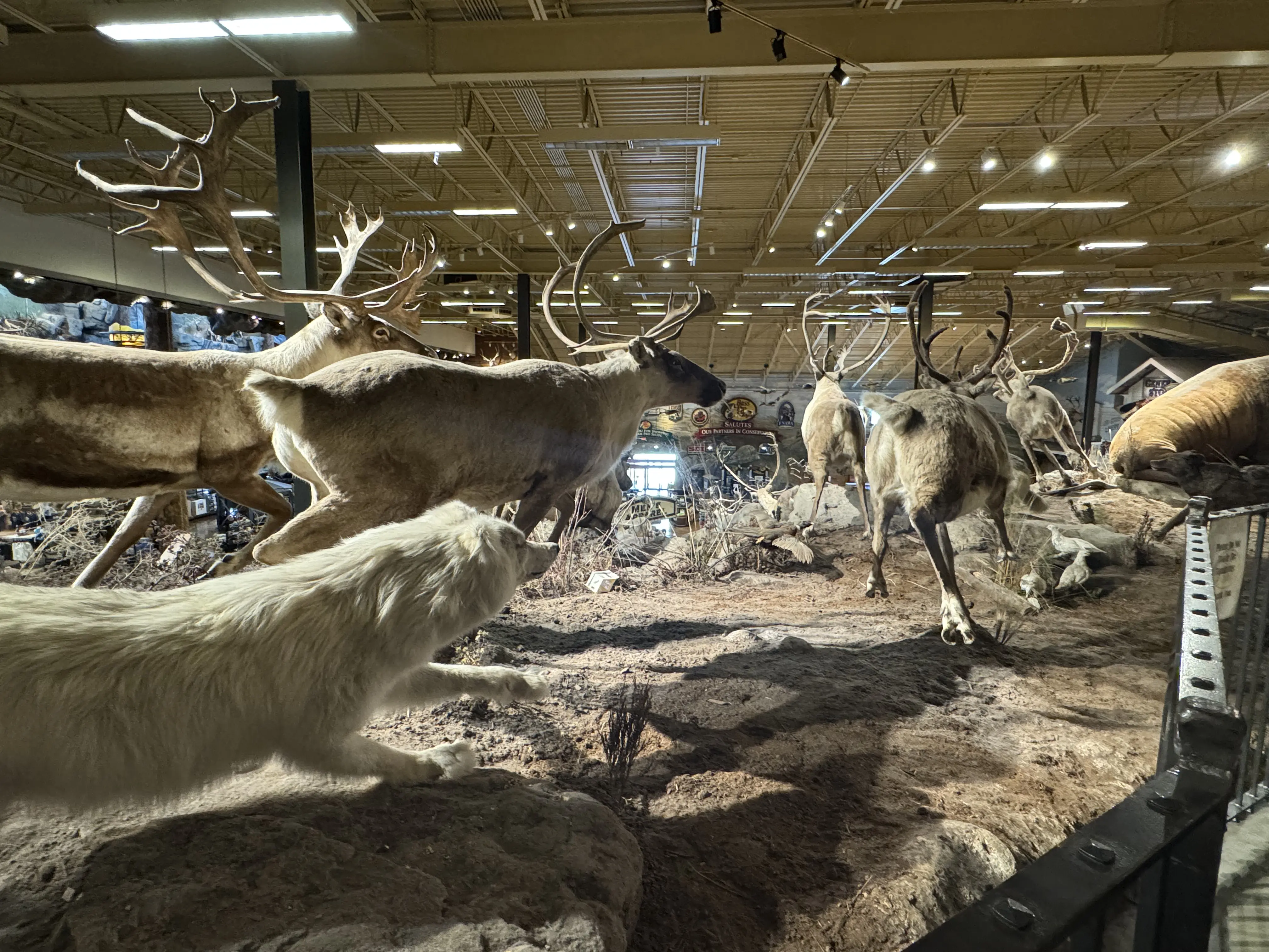 Bass Pro Shops 에 전시된 사슴들