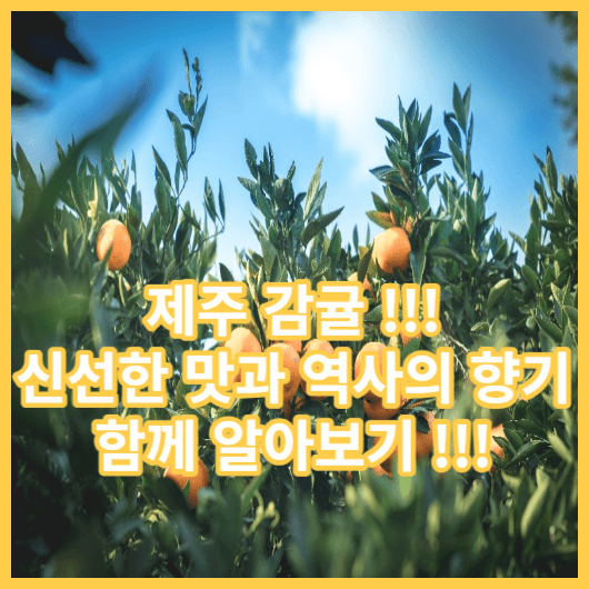  제주 감귤 : 신선한 맛과 역사의 향기 제주 감귤 먹고 힘내세요 !