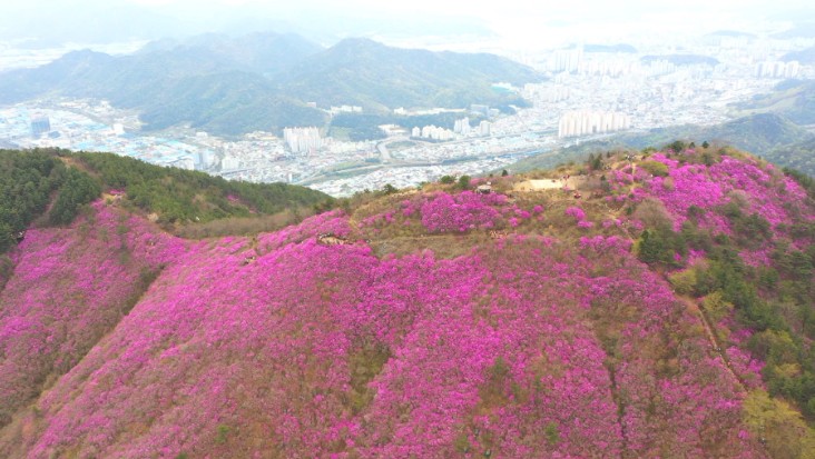 천주산-진달래군락지
