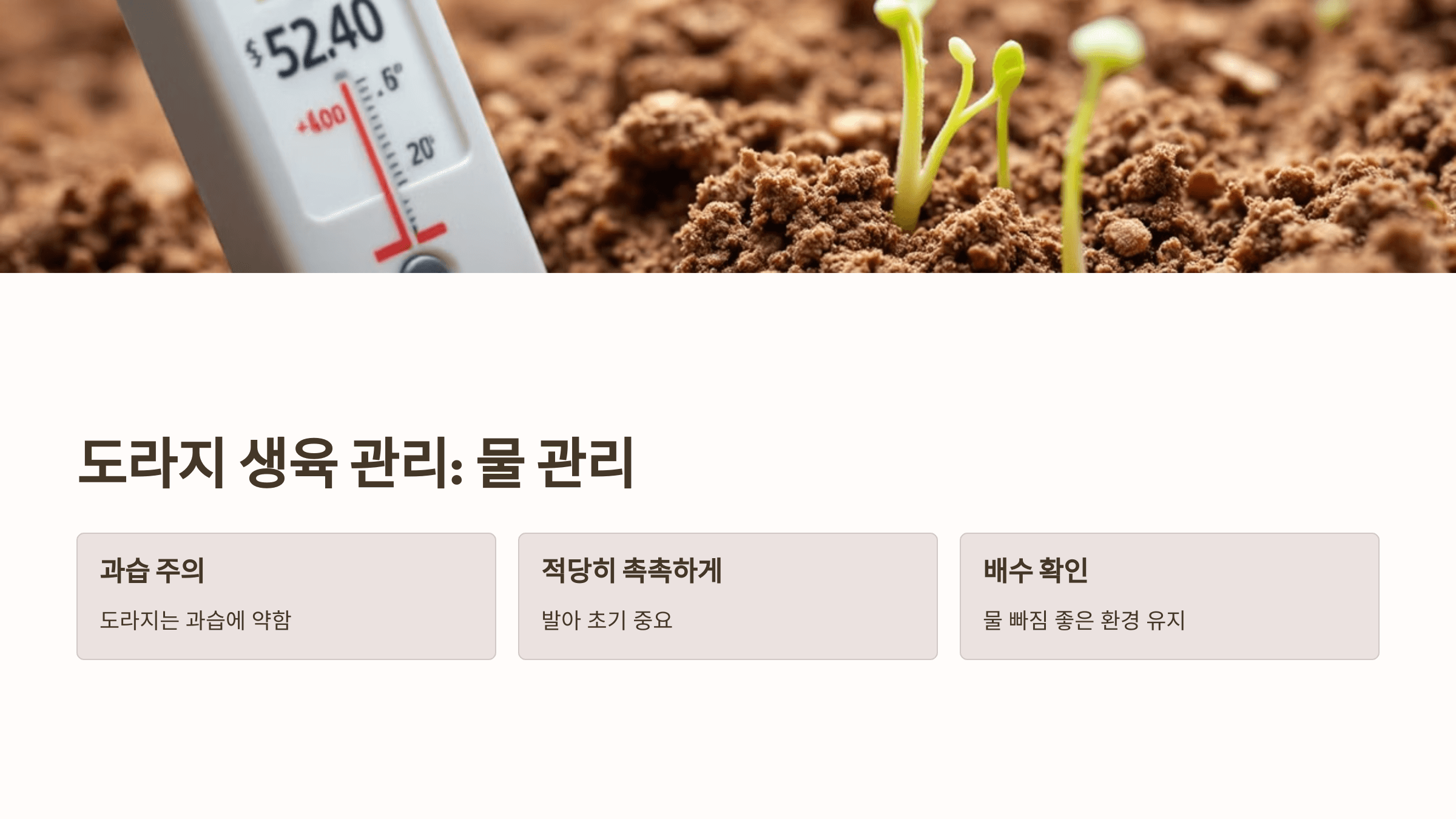 도라지 사진입니다.
