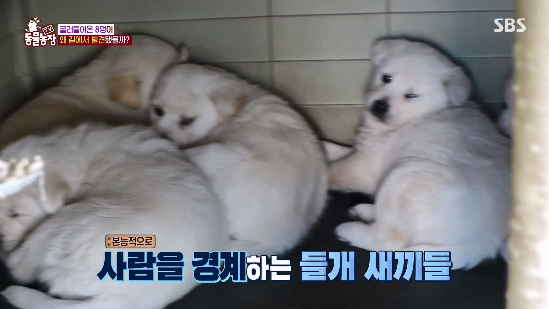 TV 동물농장.E1164.240324p-NEXT.mp4_20240324_172336.998.jpg