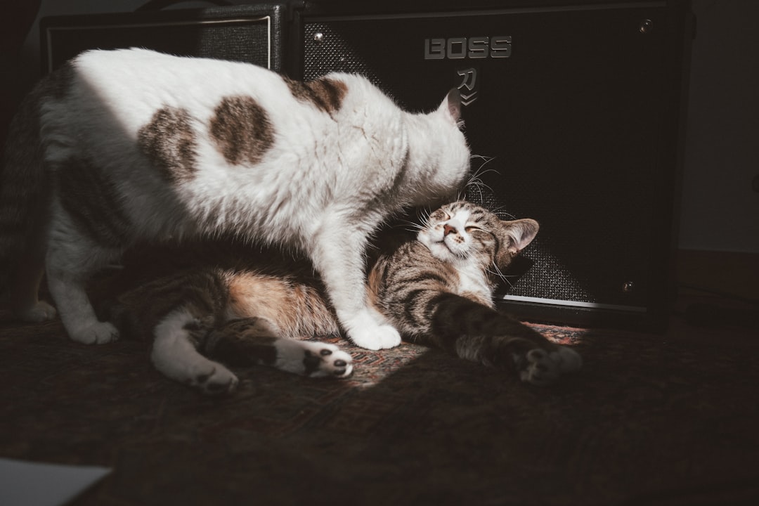 Betrayal