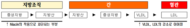 나이아신의 작용 기전