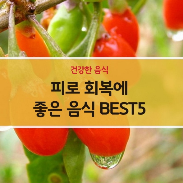  피로회복에 좋은음식 상쾌한하루