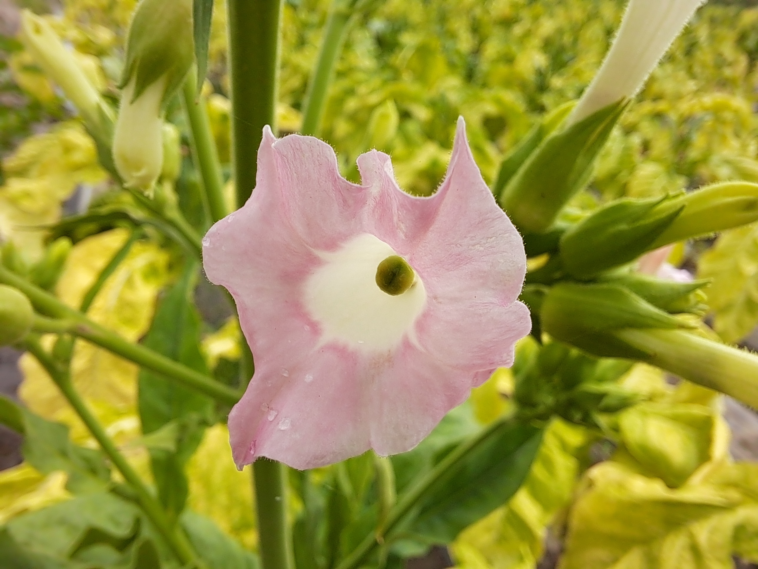  발갛게 달아오른 수줍은 담배꽃