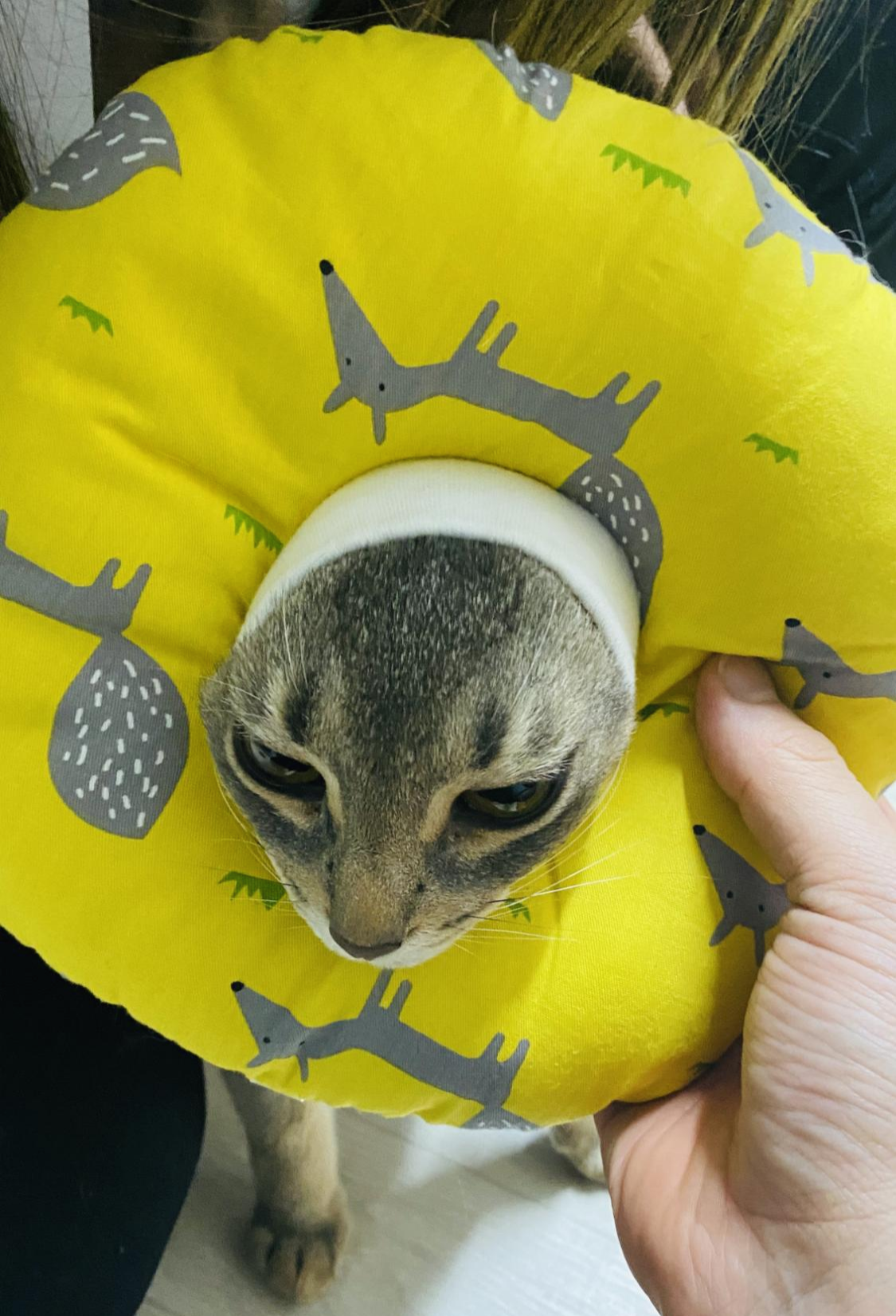  고양이 중성화 수술 후 관리하는 방법