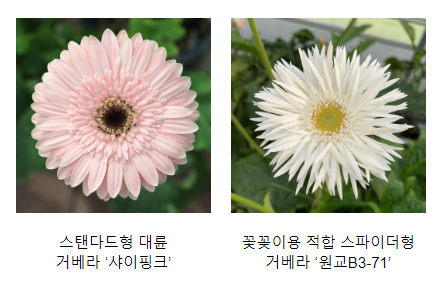  ‘예쁘고 재배 쉽고’ 국산 거베라 꽃 ‘눈길’