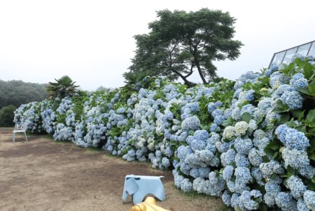 수국