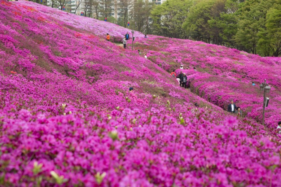  군포 철쭉동산