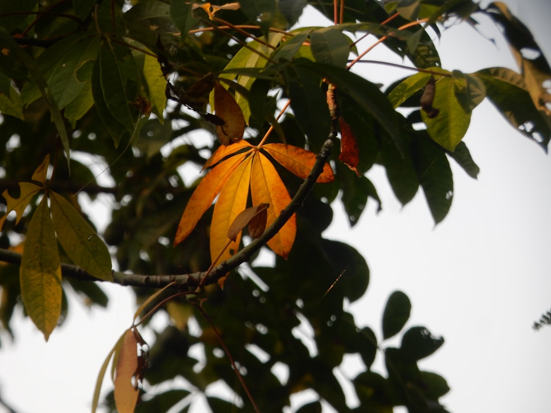 Dried mango