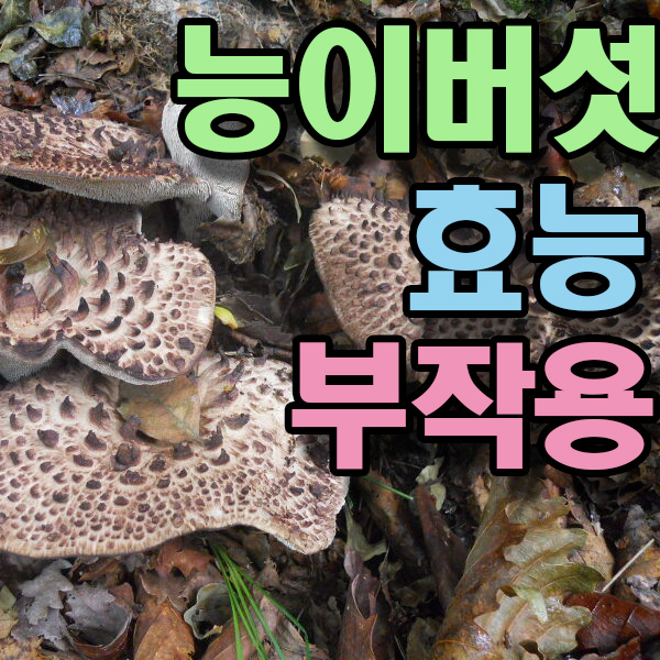  능이버섯 효능 부작용