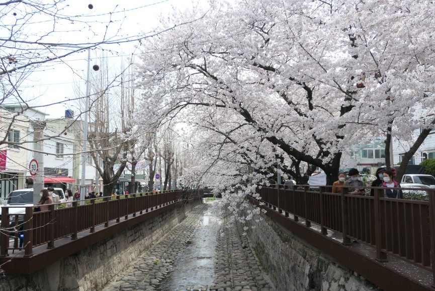 경상도 벚꽃 명소인 진해 로망스다리 모습