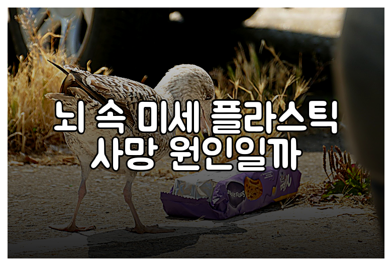 뇌 속 미세 플라스틱 사망 원인일까