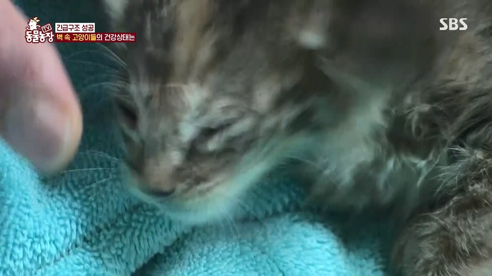 TV 동물농장.E1124.230611p.H264-F1RST.mp4_20230611_173548.166.jpg