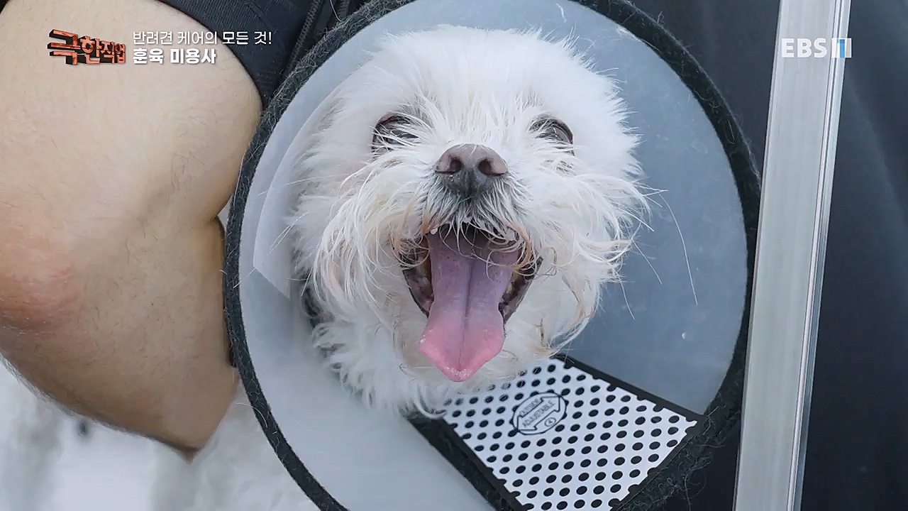 TV - 교육의 중심 EBS반려견 케어의 모든 것!.mp4_20230326_164751.885.jpg