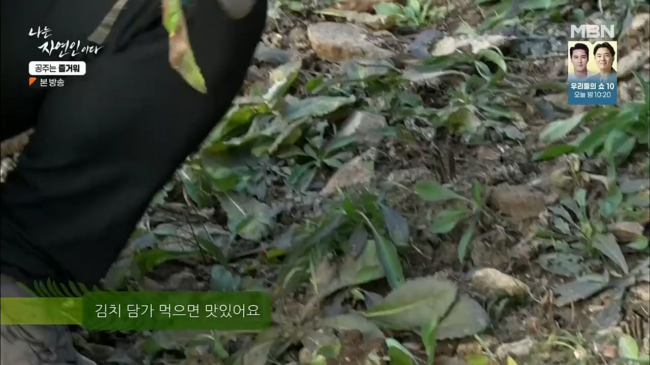 나는 자연인이다.E528.221117p.H264-F1RST.mp4_20221119_185622.413.jpg