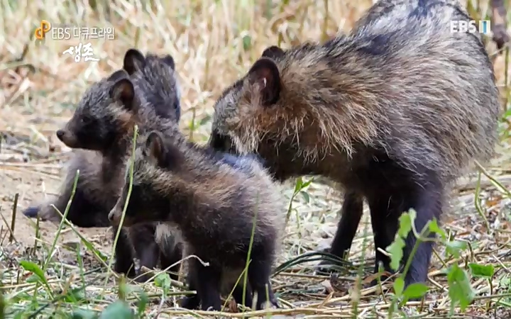 EBS 다큐프라임_ 220628.avi_20220629_210203.446.jpg