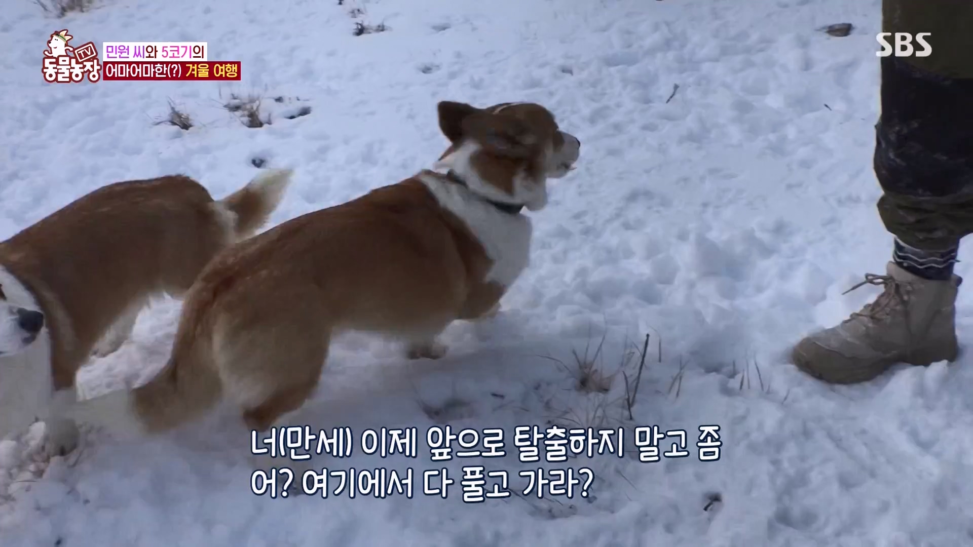 TV 동물농장.E1161.240303p-NEXT.mp4_20240303_172251.180.jpg