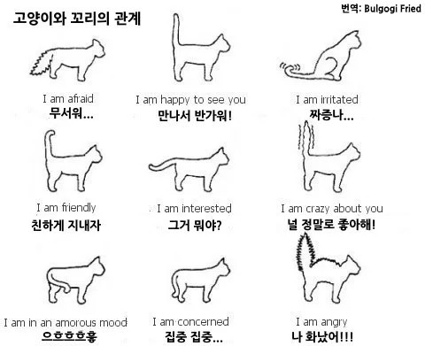 충북 진천 조용한 시골 고양이카페 그루밍라운지