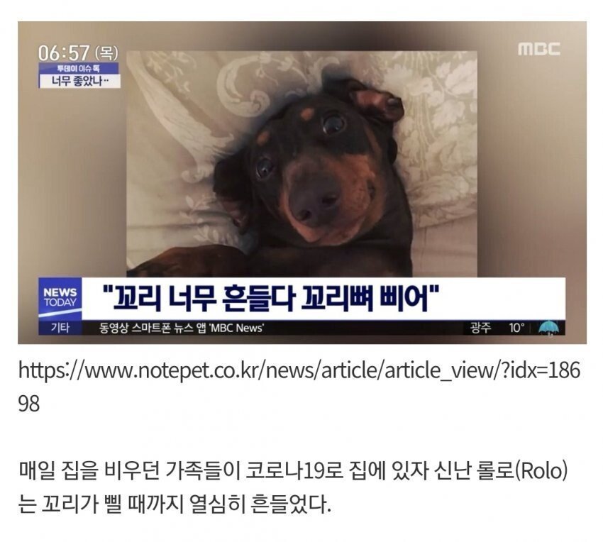  코로나가 강아지들에게 위험한 이유