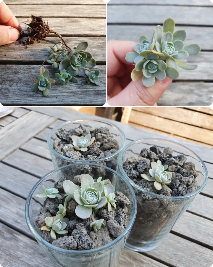 가을 - 연화바위 붓 - 꺾꽂이