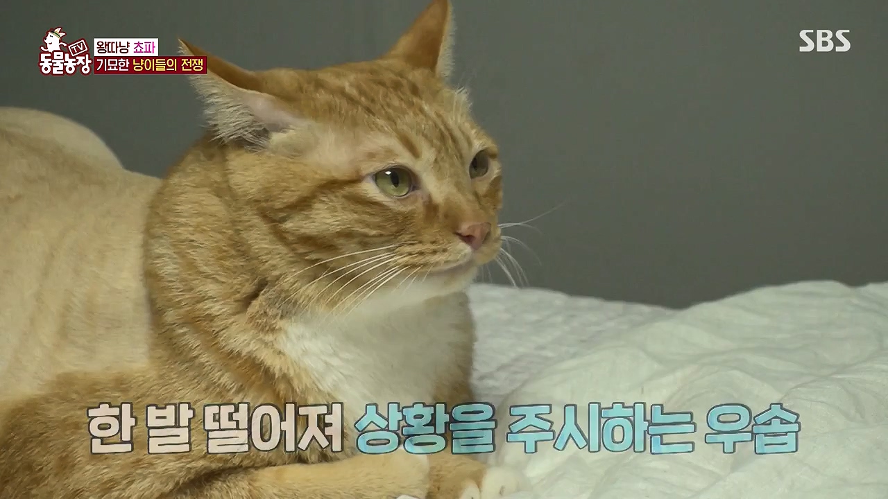TV 동물농장.E1137.230911p-NEXT.mp4_20230910_183213.350.jpg