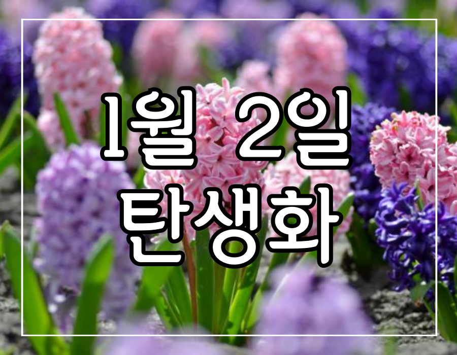 이 이미지는 1월 2일 탄생화 히아신스에 관한 포스팅의 대표 사진입니다.