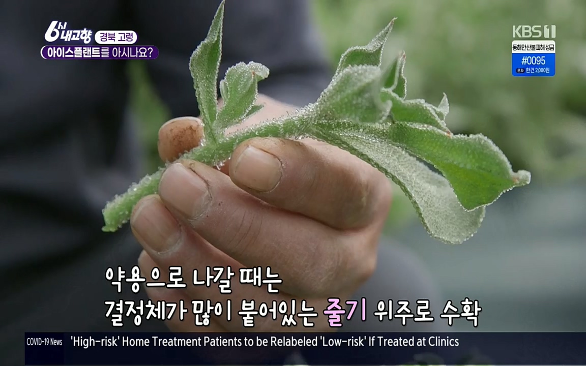 6시 내고향.E7498.220329p.H264-F1RST.mp4_20220329_184028.915.jpg