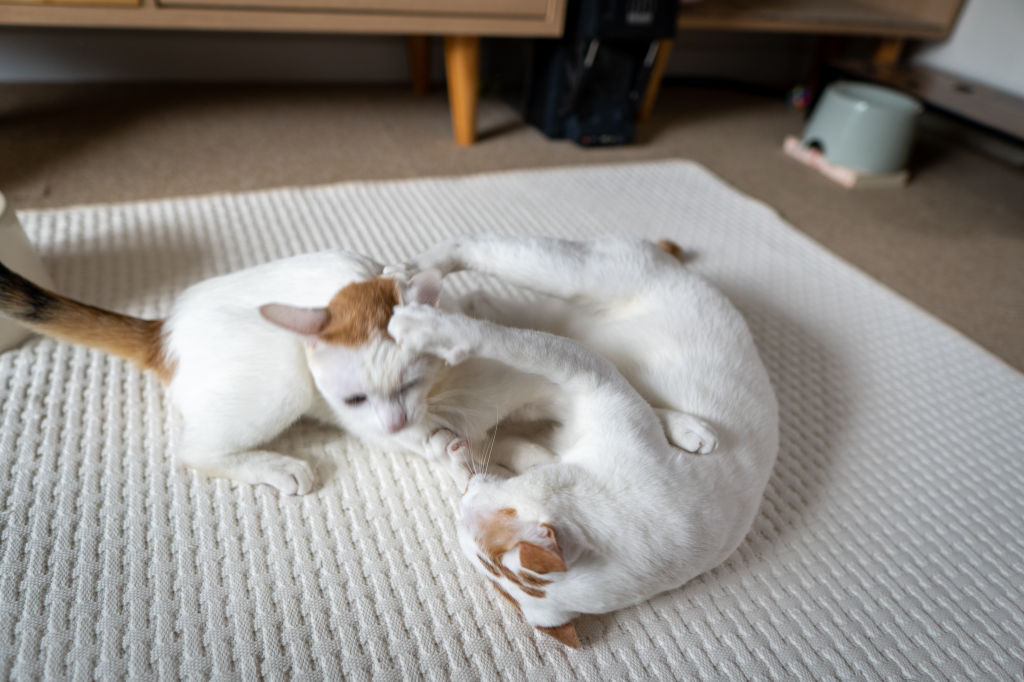 고양이 합사, 완료라는 것은 존재하지 않는다. 고양이 합사, 완료라는 것은 존재하지 않는다.
