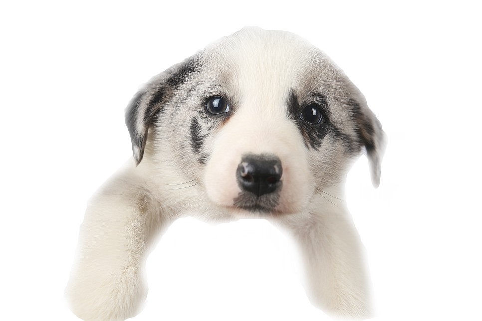 보더콜리 블루멀 분양가 사천 강아지분양 보더콜리 6