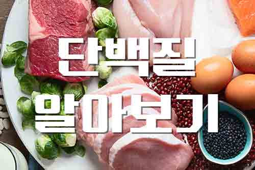  단백질, 근육과 세포 성장을 위한 영양소