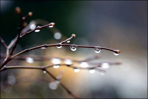  봄비(Spring rain)