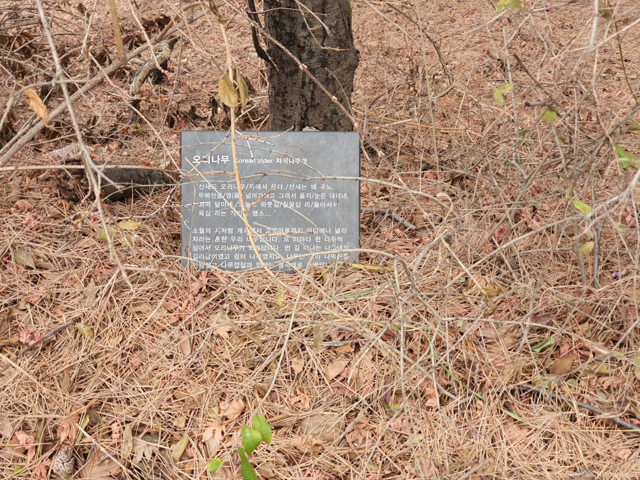 북악산_北岳山_Bukaksan/오리나무도 있습니다

오리나무는 처음 들어봤습니다

오리나무(자작나무과)

소월의 시처럼 계곡에서 고갯마루까지

어디에나 널리 자라는 흔한

우리 나무 입니다. 

오 리마다 한 나무씩 심어서 

오리나무가 되었답니다.

먼 길 떠나는 나그네의 길라잡이였고

쉼터 나무였지요. 나무는 잘라

나막신을 만들었고 나무껍질과

열매는 원색제로 쓰였답니다