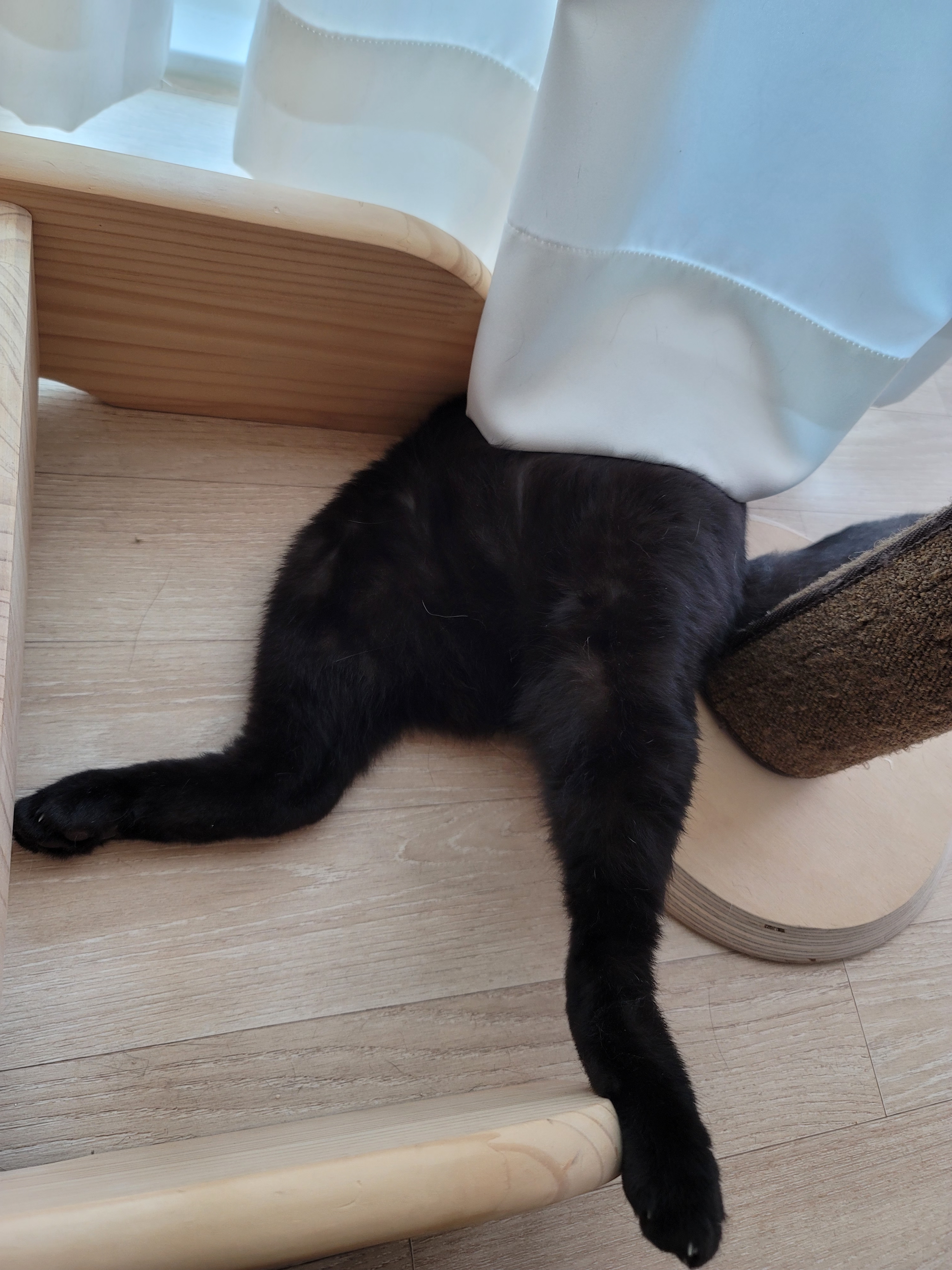  재밌게 자는 고양이