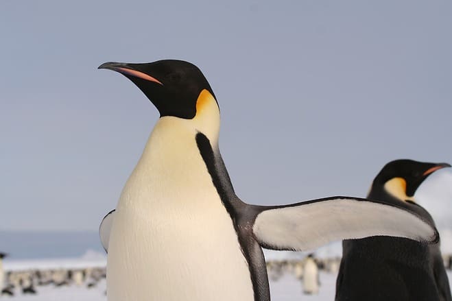 황제펭귄 (Emperor Penguin)