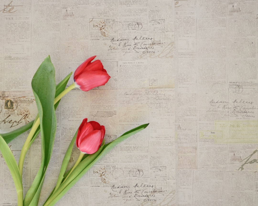 Tulip