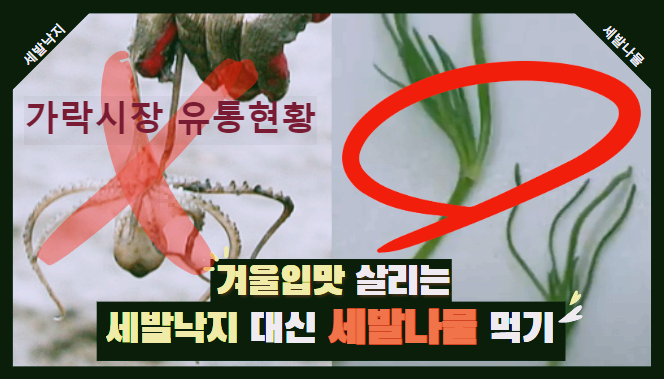  가락시장에서의 세발나물의 유통현황은?